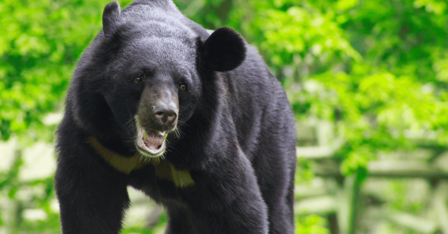Black Bear