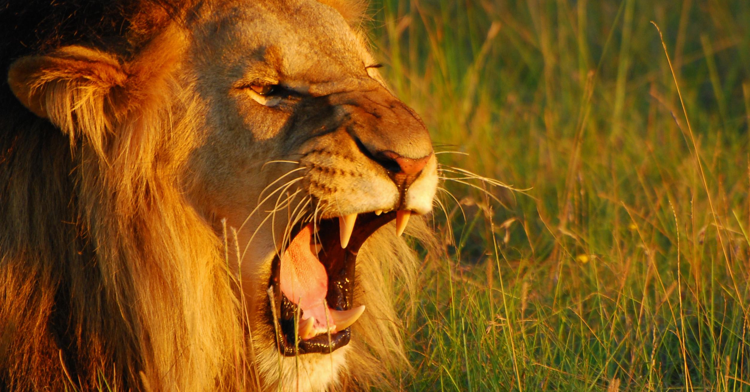 Promo lion roaring