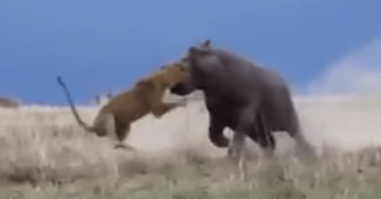 Hippo versus Lion