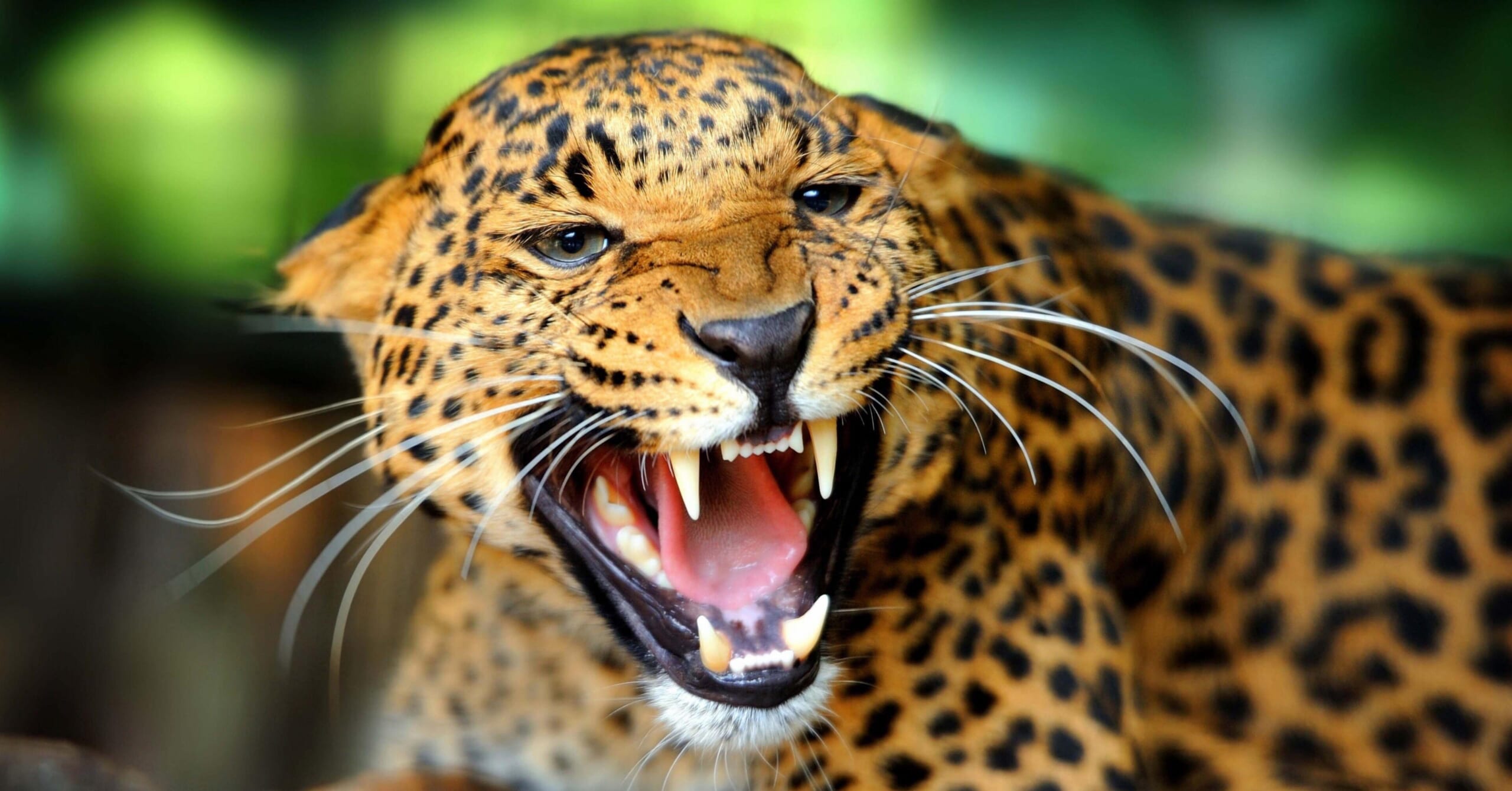 Jaguar Promo
