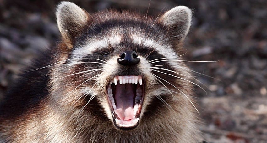 "Rabid" Raccoon