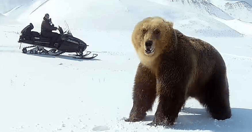 bear snowmobile