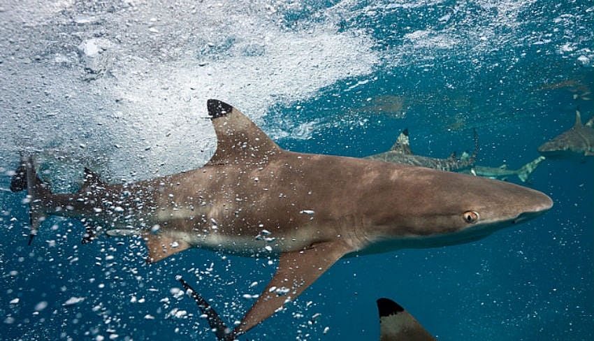 Blacktip shark