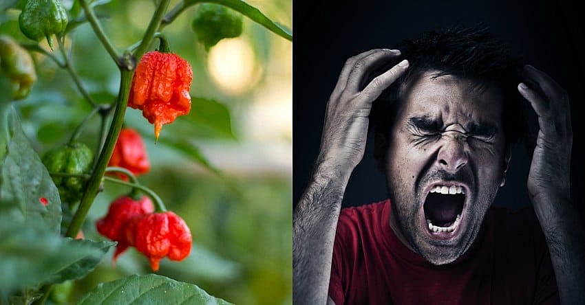 Carolina Reaper Promo