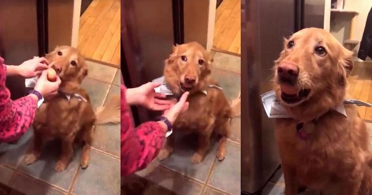 Golden Retriever Egg Challenge