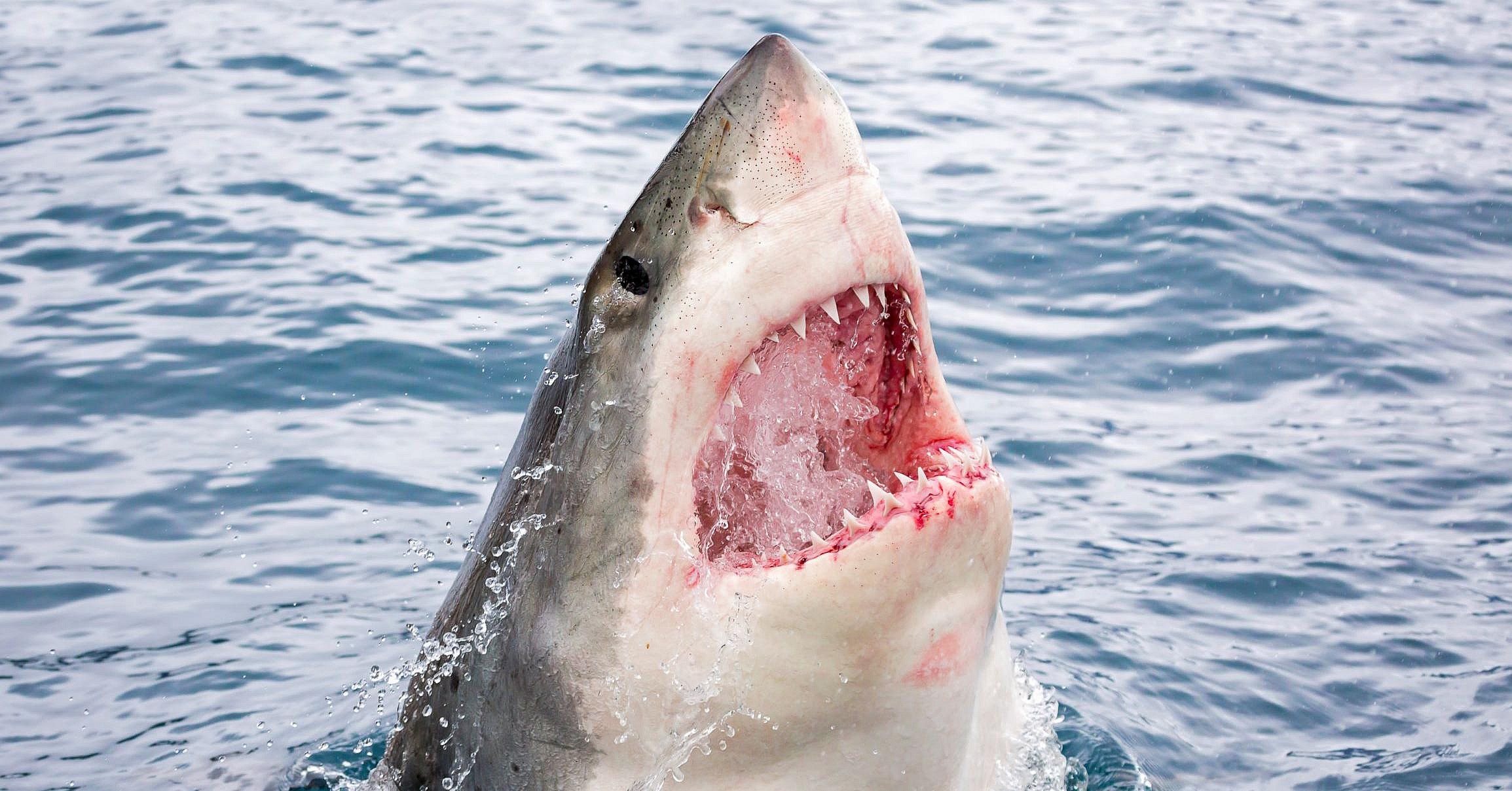 Great White Shark Promo