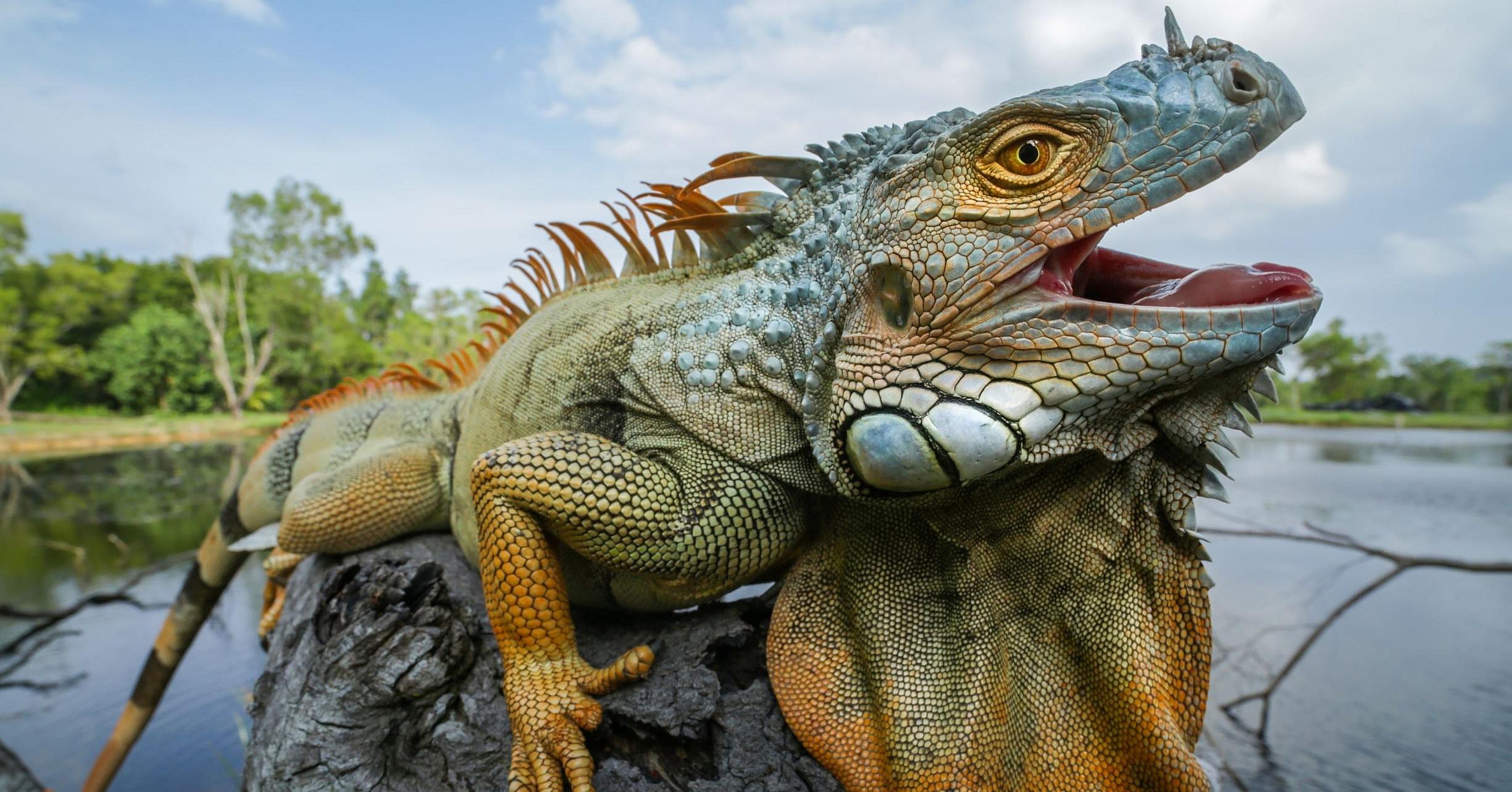 Iguana Promo
