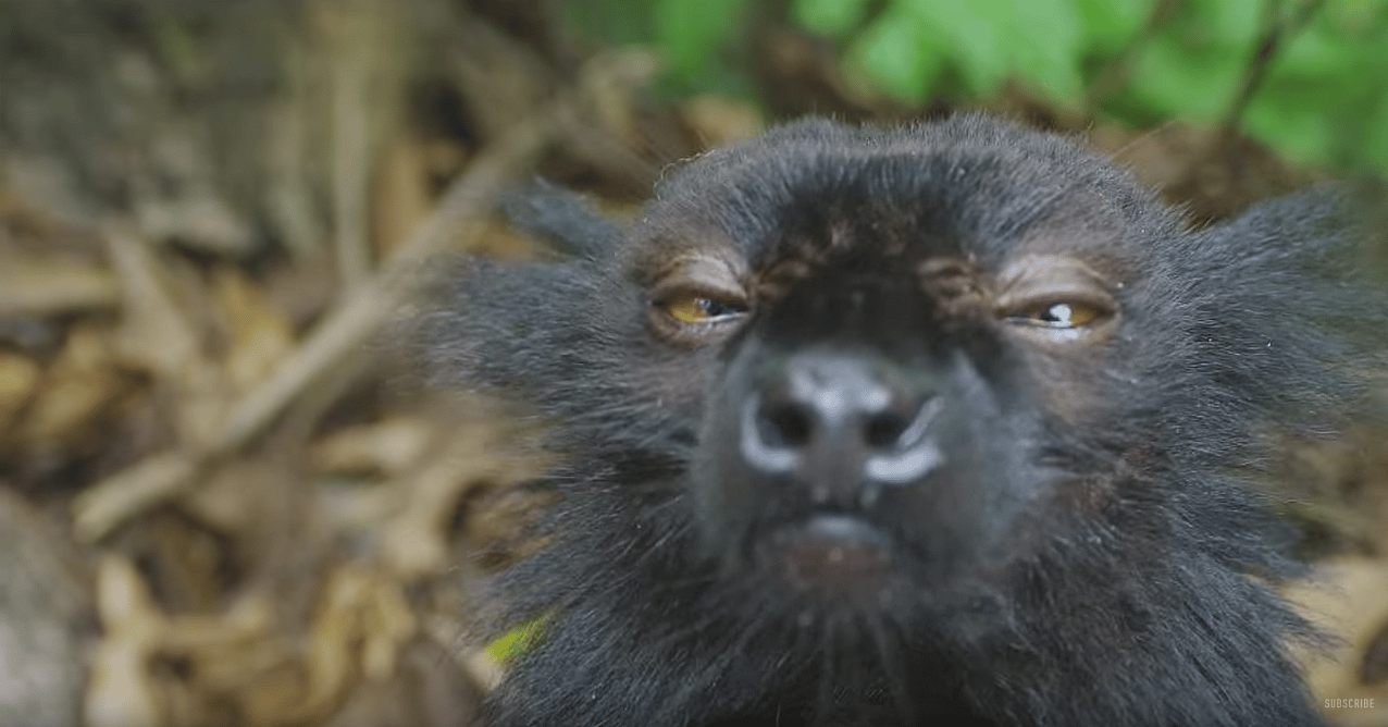 Stoned Lemur