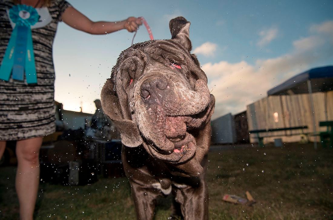 ugliest-dog-4