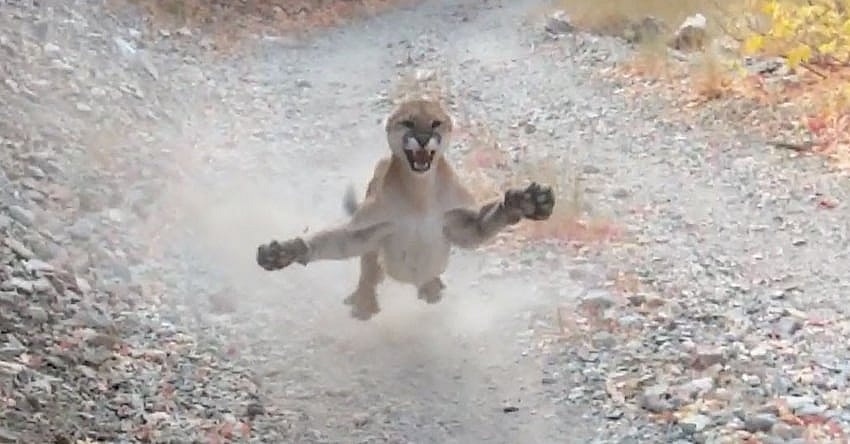 Utah Hiker Cougar Encounter Promo