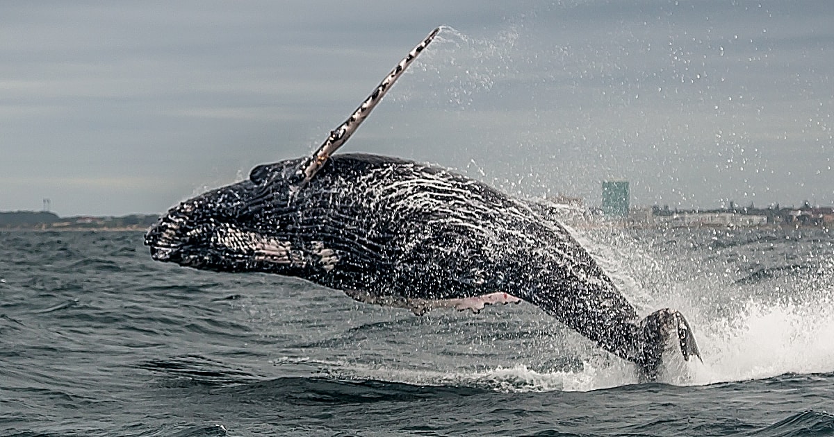 Humpback whale breaches waters off the coast of South Africa.