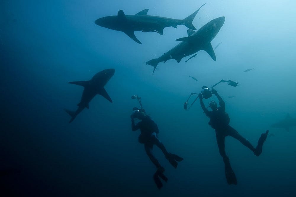 Nanuku Shark Diving