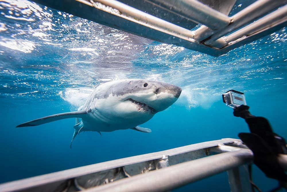 shark-hotel-adventures