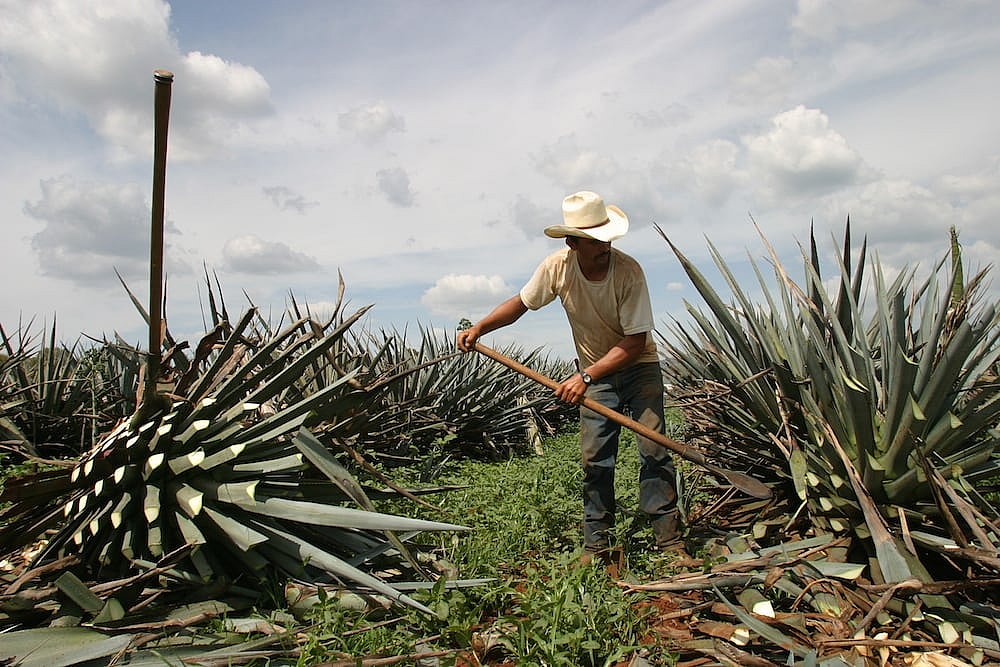Jimador in Agave Field.JPG