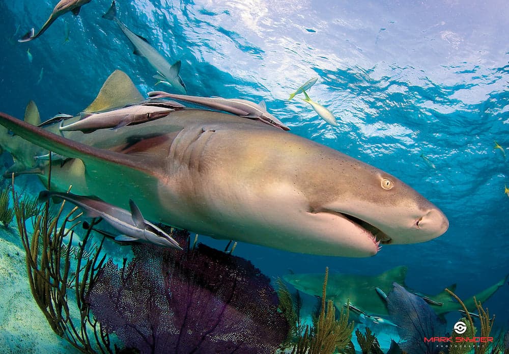 shark-hotel-1