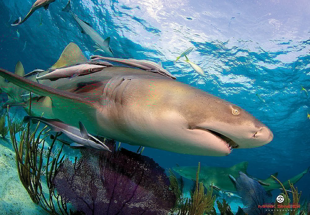 shark-hotel-1