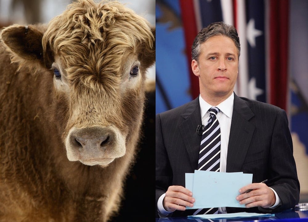 jon-stewart-angus-bull-main.jpg