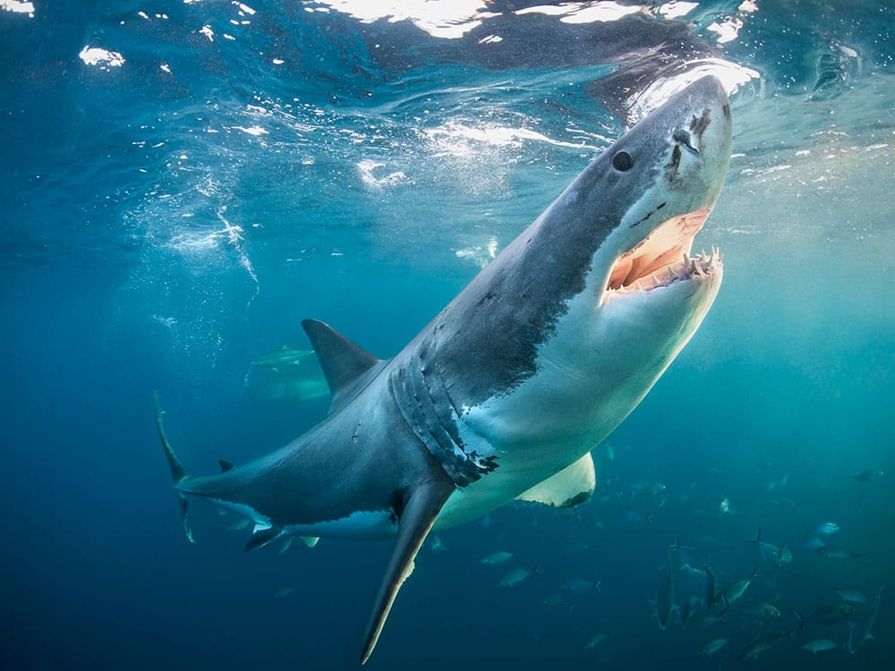 shark-week-nuclear.jpg