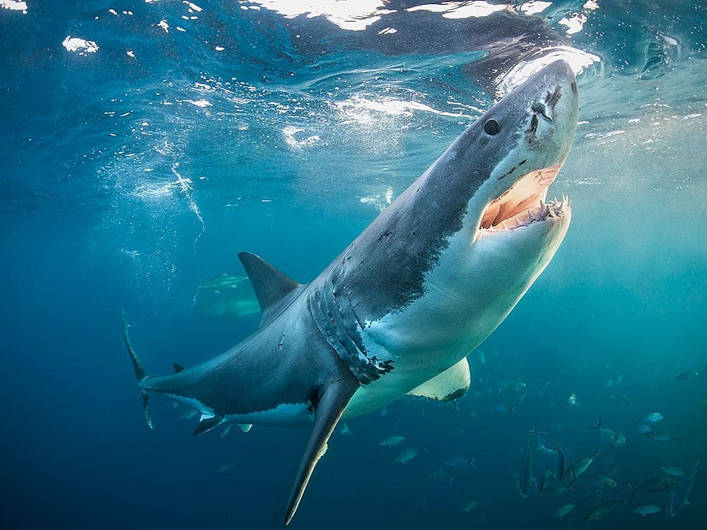 shark-week-nuclear.jpg