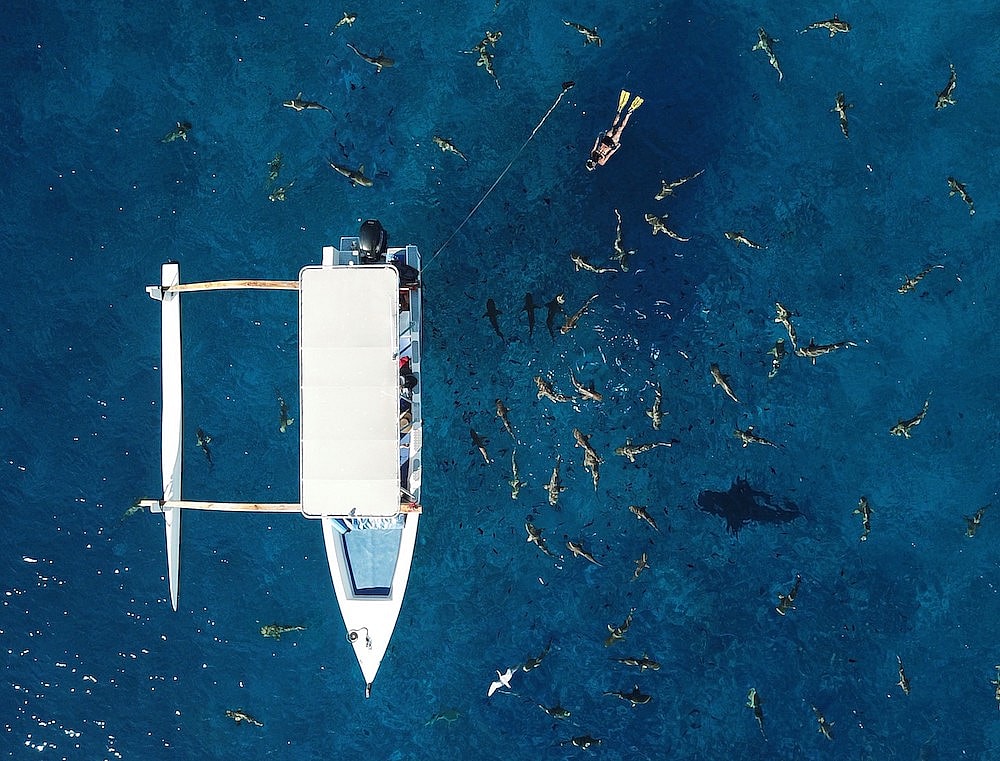 shark-week-hotel-2