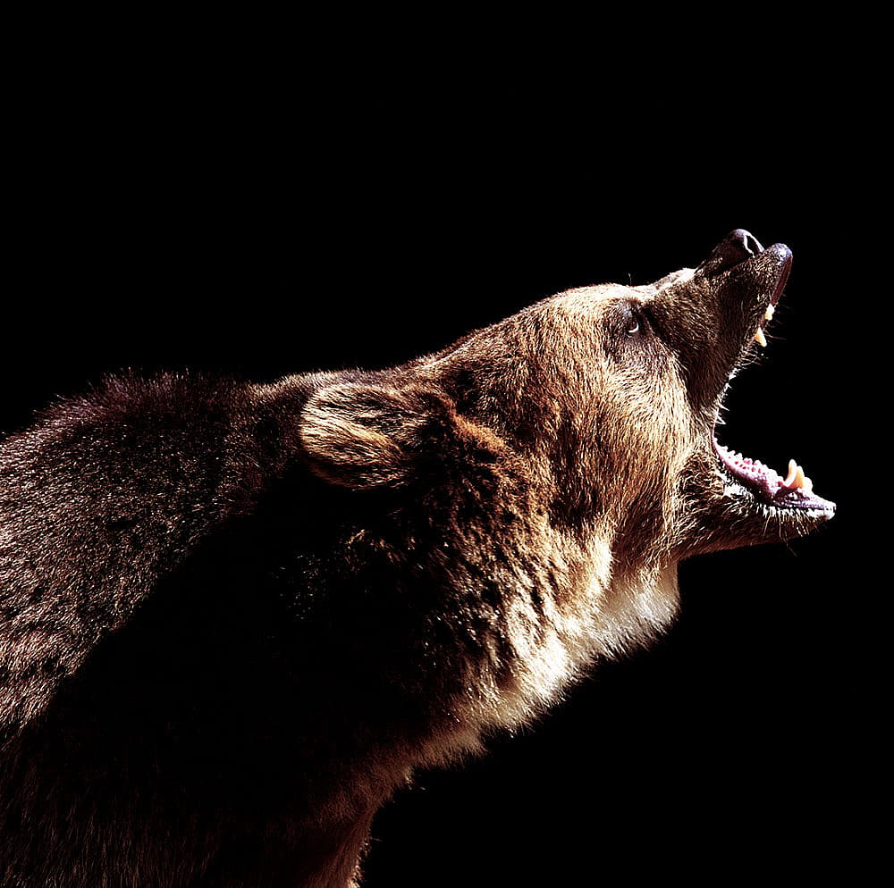 bear-attack-getty.jpg Angry bear. (Photo: Ryan McVay/Getty)