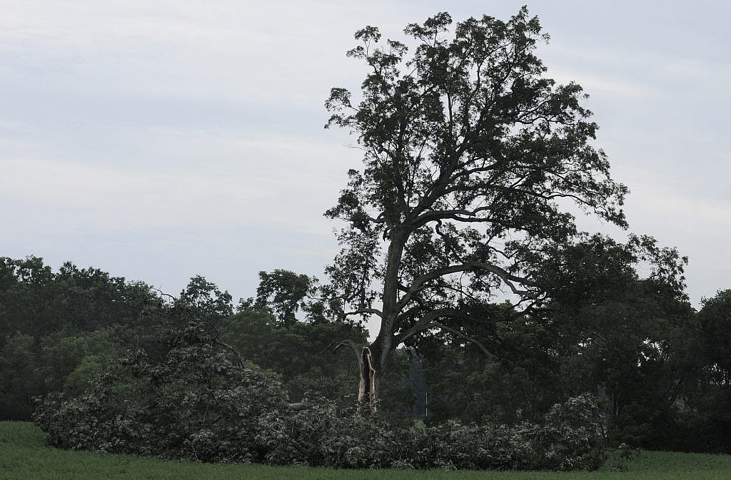 Shawshank tree 2