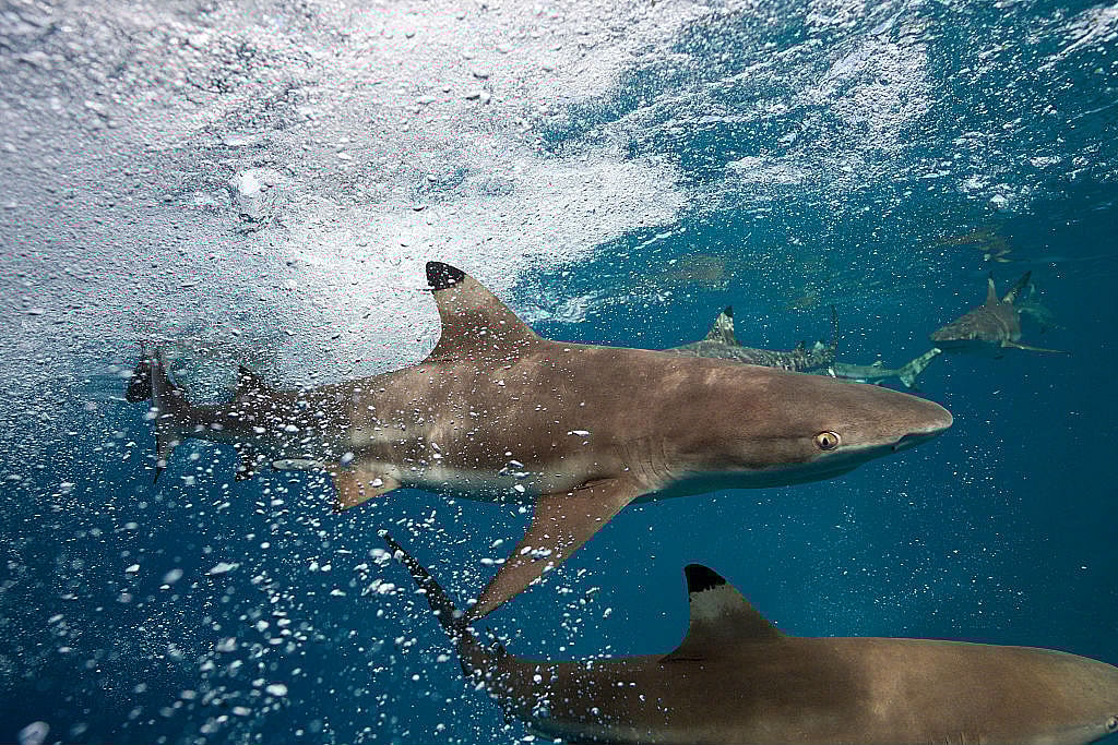blacktip-sharks Blacktip Shark wilding out