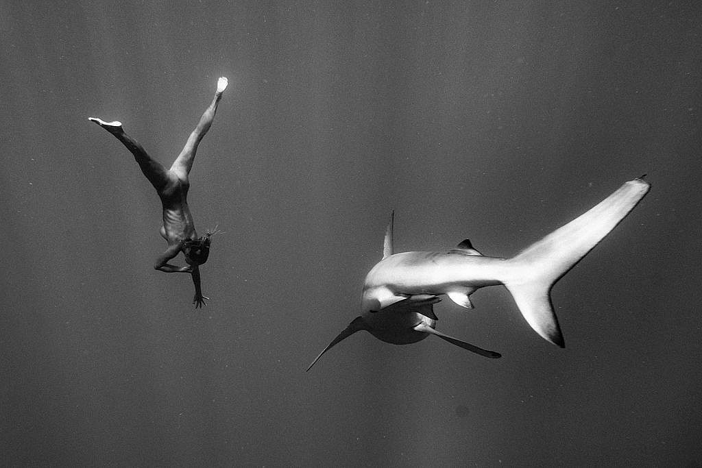 Marisa Papen with Sharks (1)