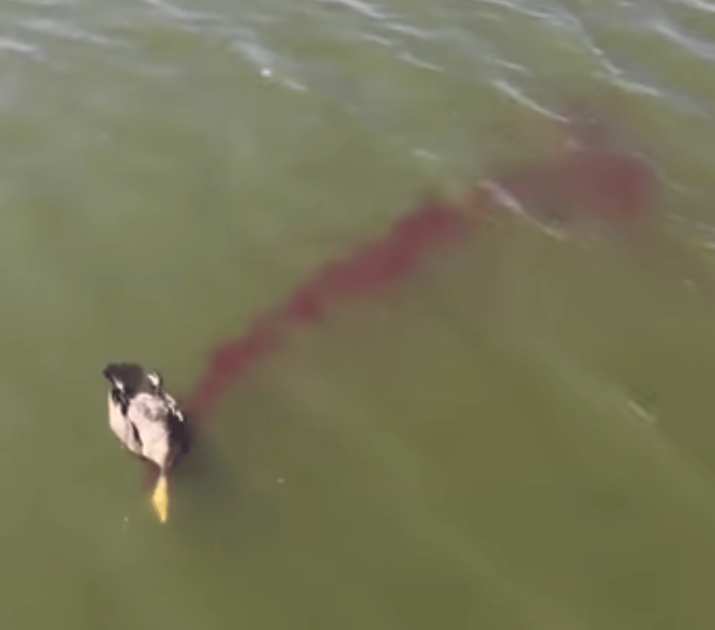 Dead Duck