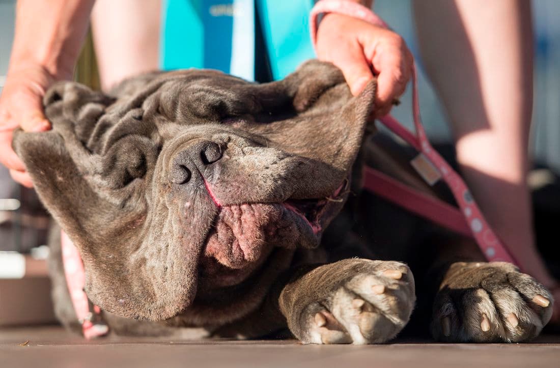 ugliest-dog-7