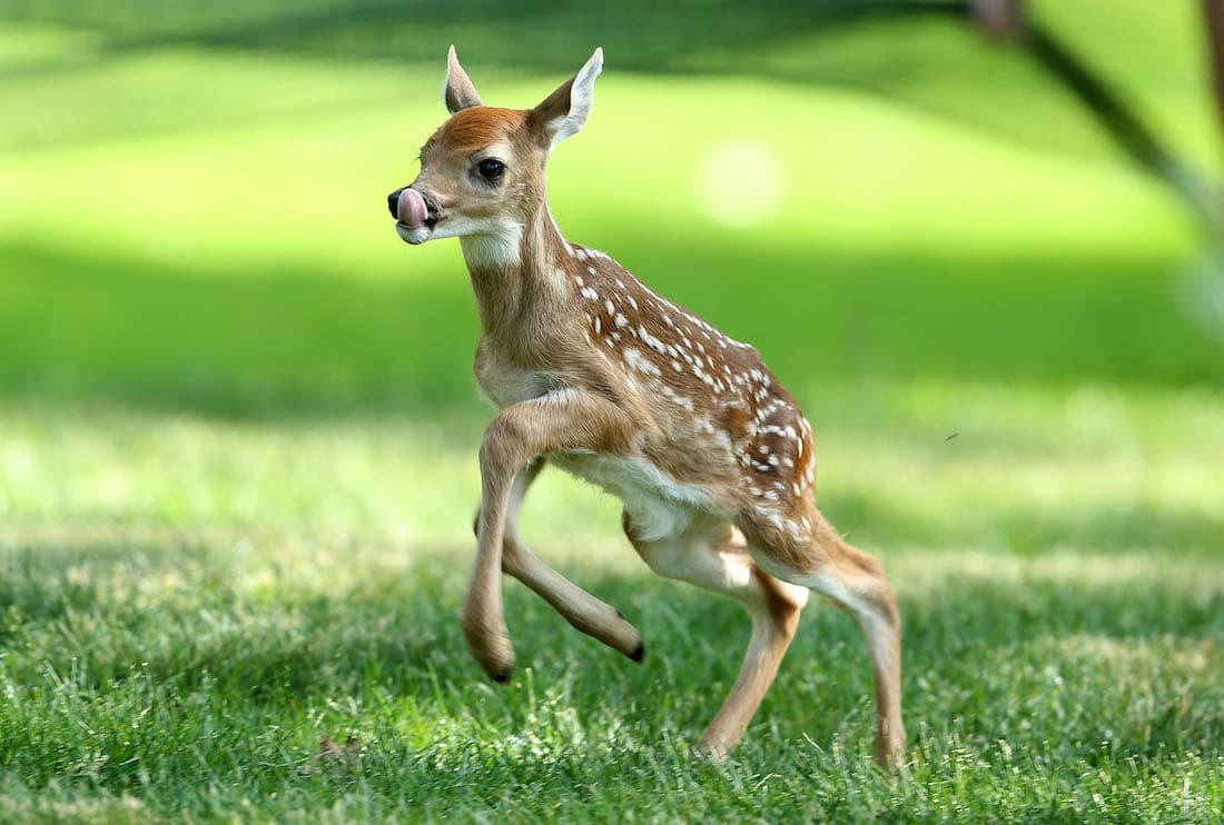 deer-meat-arbys-main.jpg