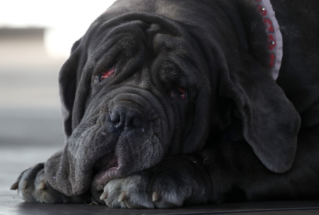 ugliest-dog-5