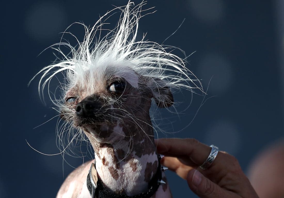 ugly-dogs-1