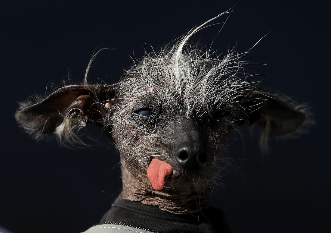 ugly-dogs-3