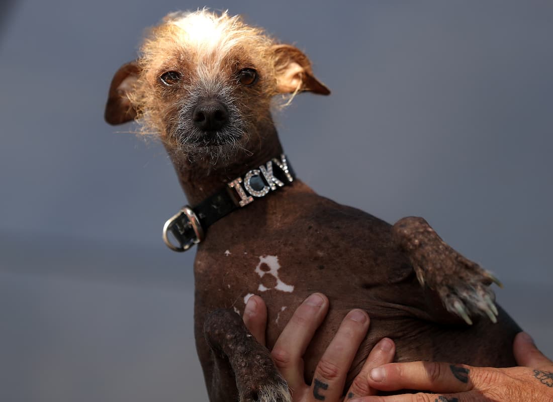 ugly-dogs-2