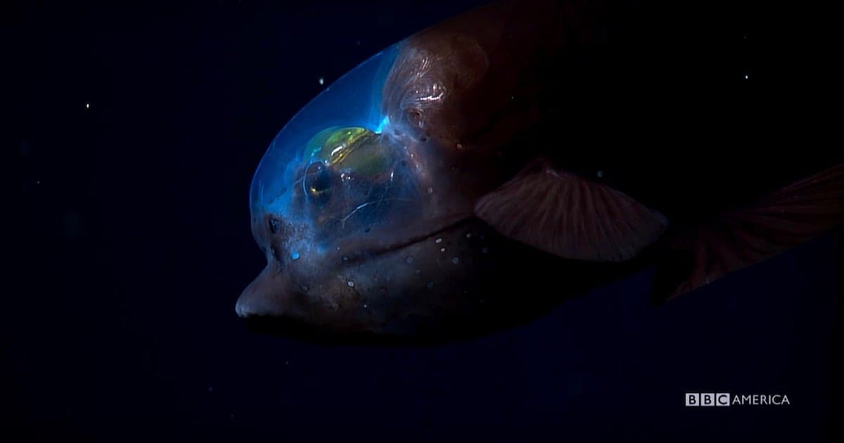 blue-planet-deep-8