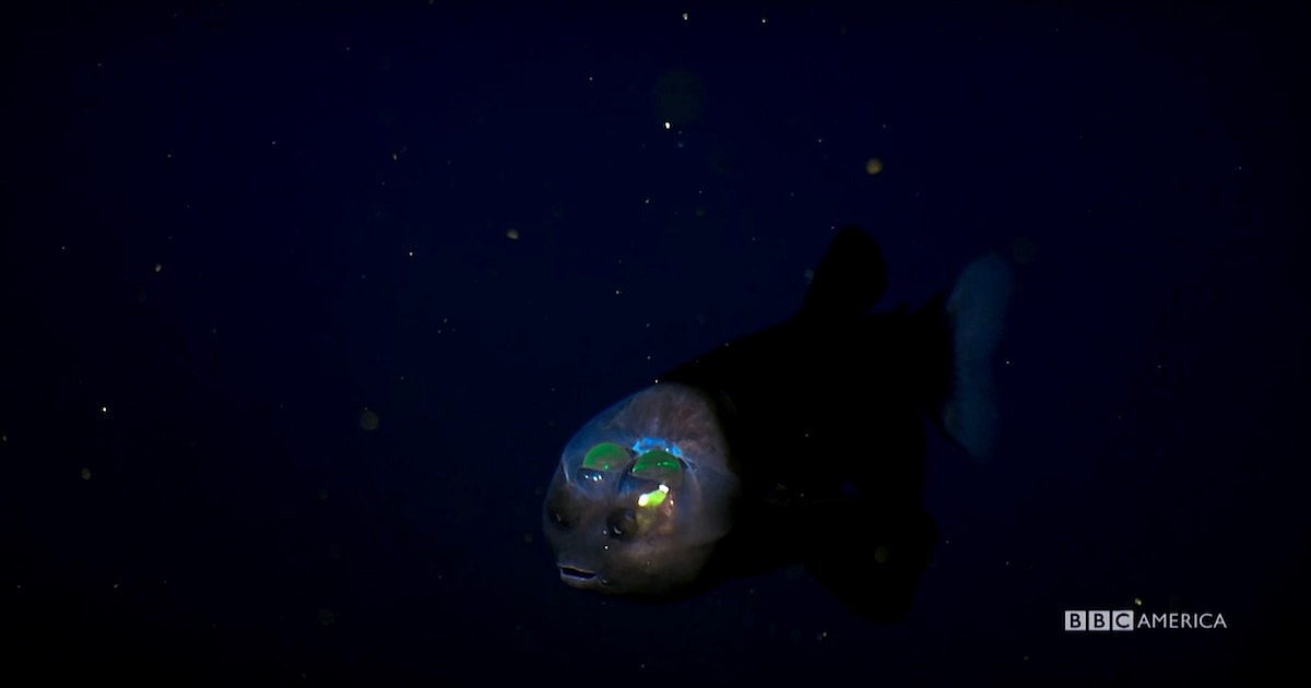 blue-planet-deep-5