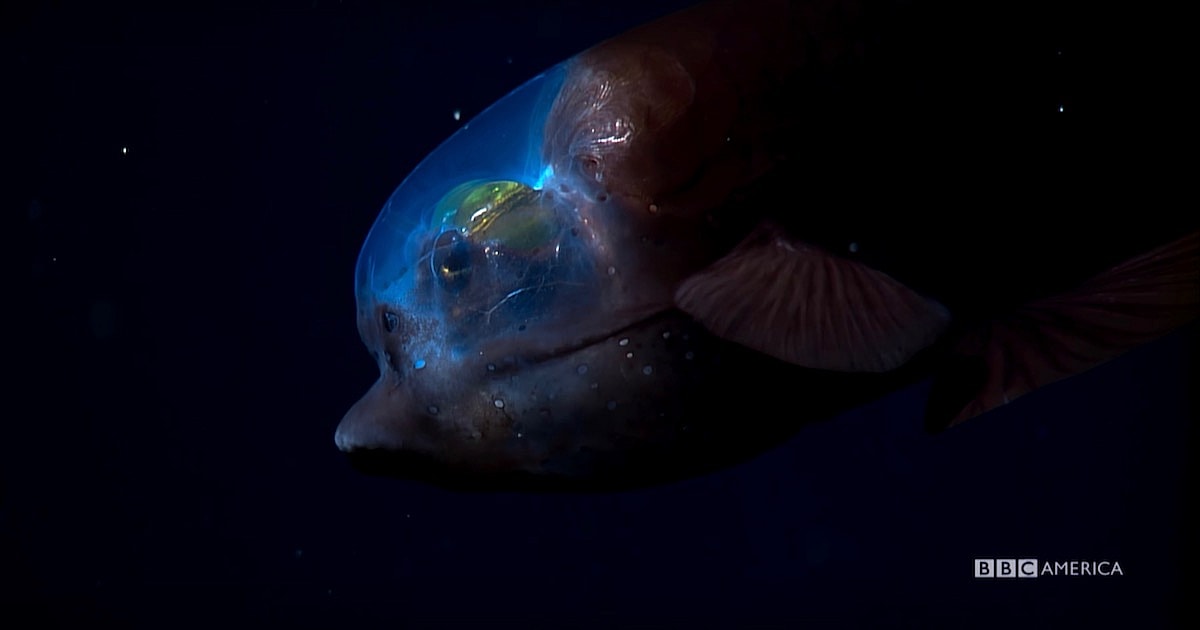 blue-planet-deep-8