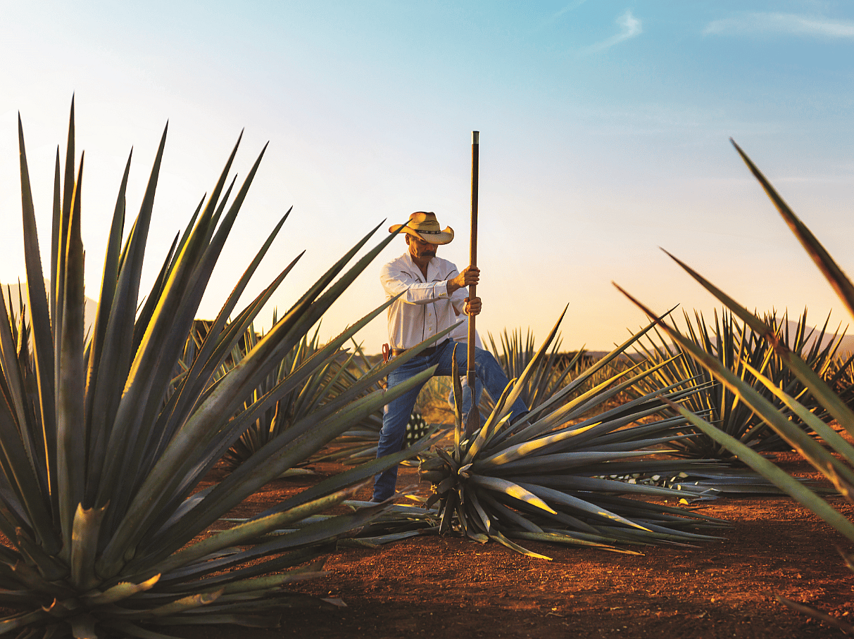 Tequila Jalisco (1)
