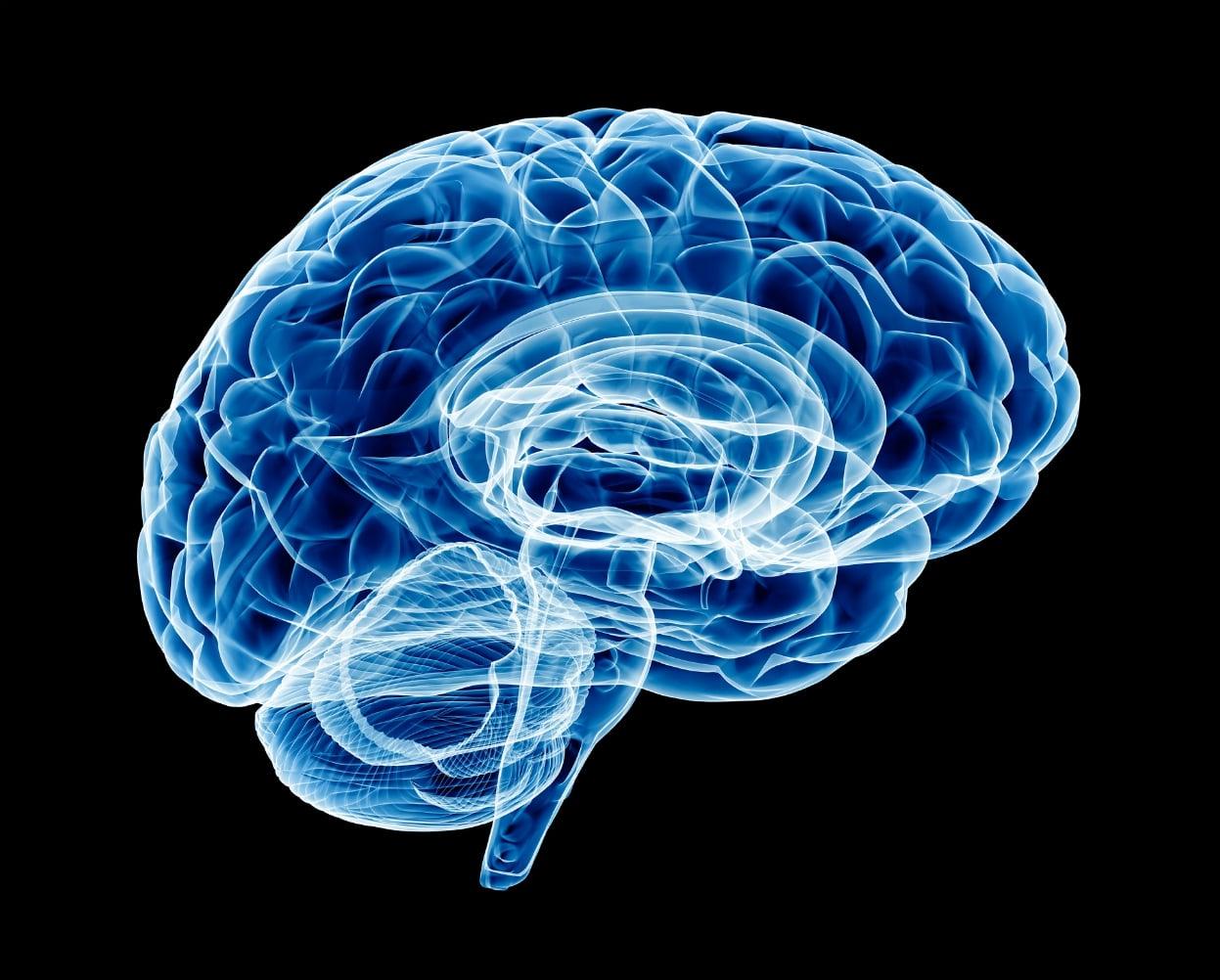 brain