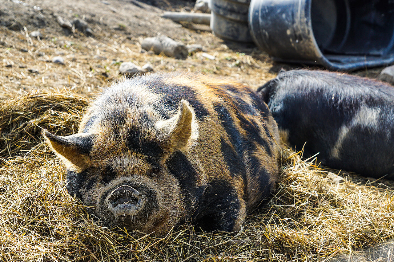 Mauve the pig