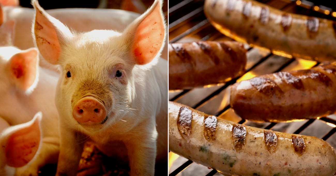 rescued-pigs-sausage-promo