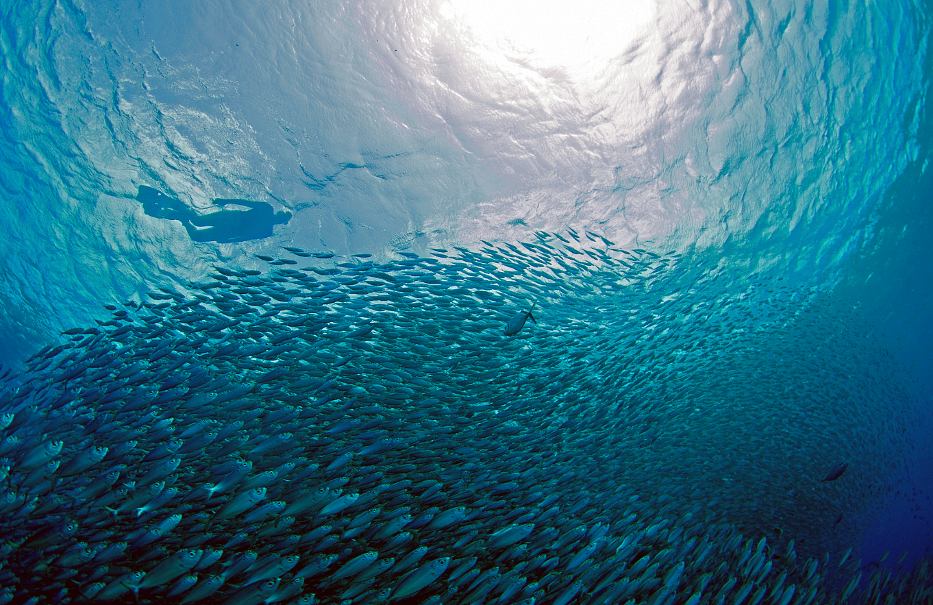 Bonaire Scuba (5)