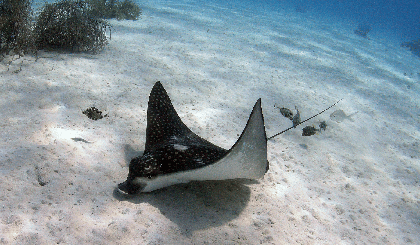 Bonaire Scuba (2)