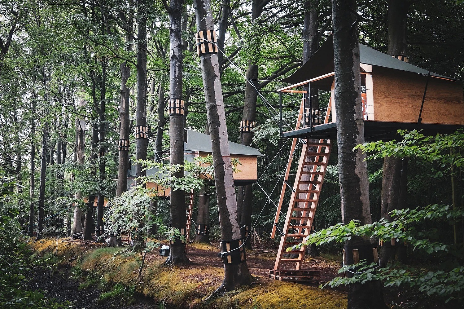 Boomkamp Treehouse Hotel #3