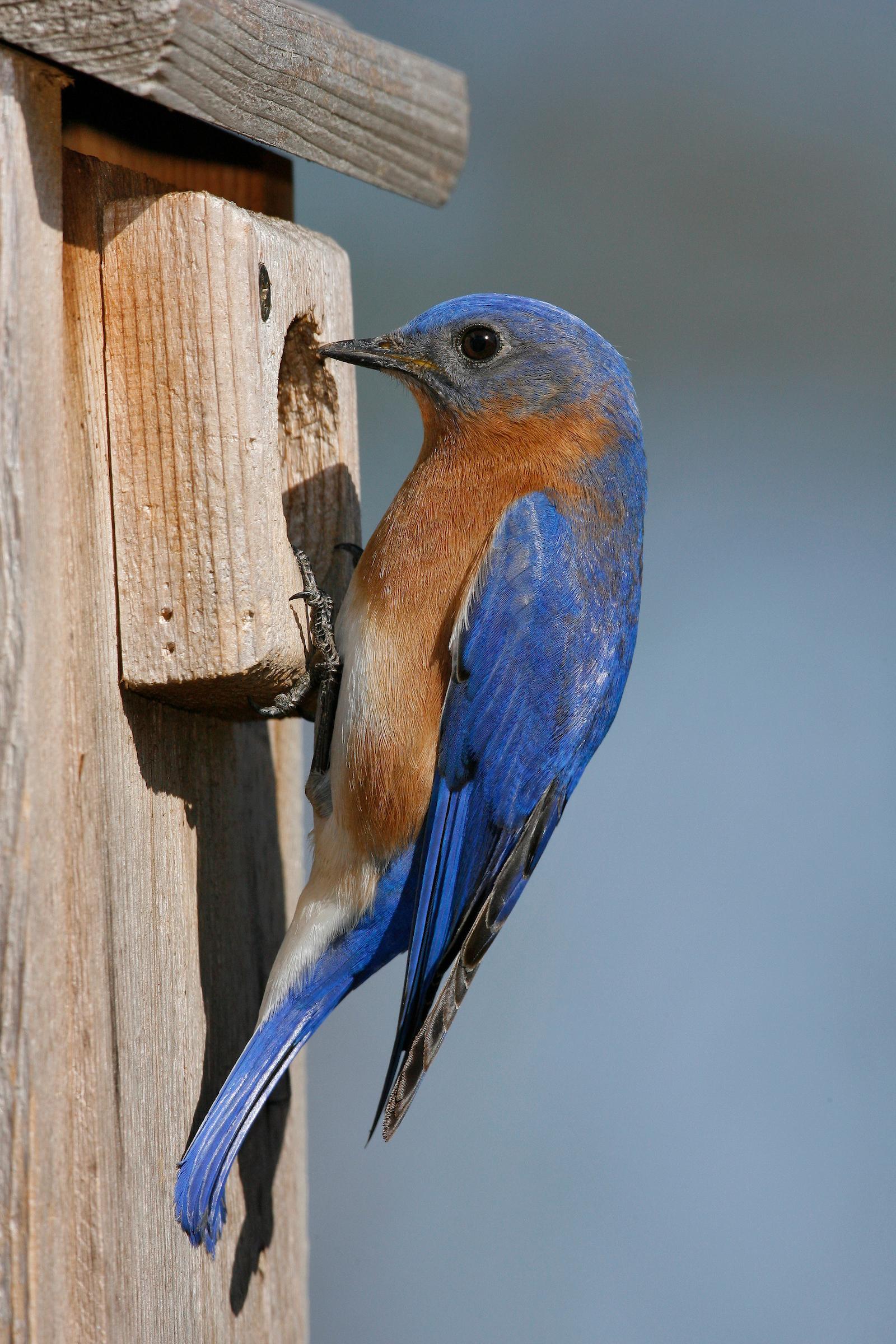 148311 © Brian E. Small Nature Photographers Ltd