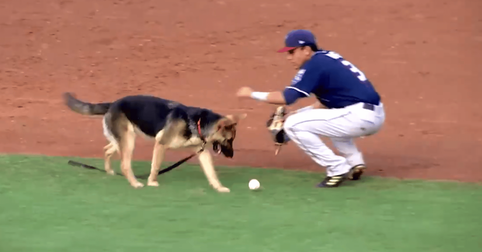 Baseball Dog 1