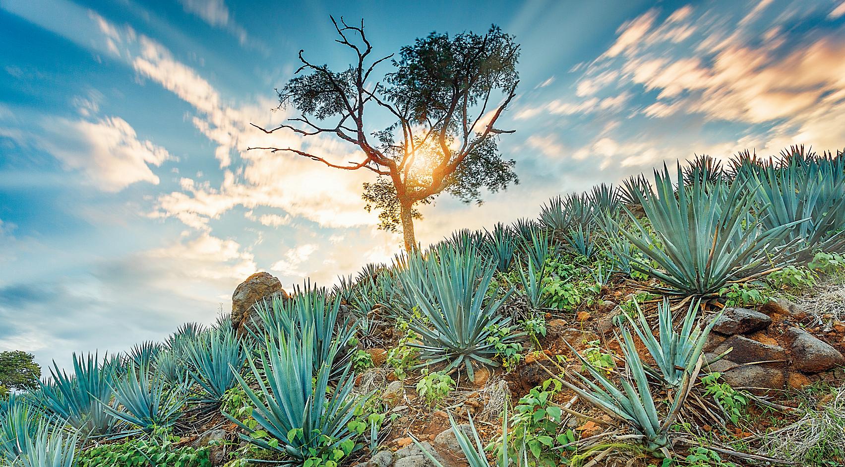 Tequila Jalisco (3)
