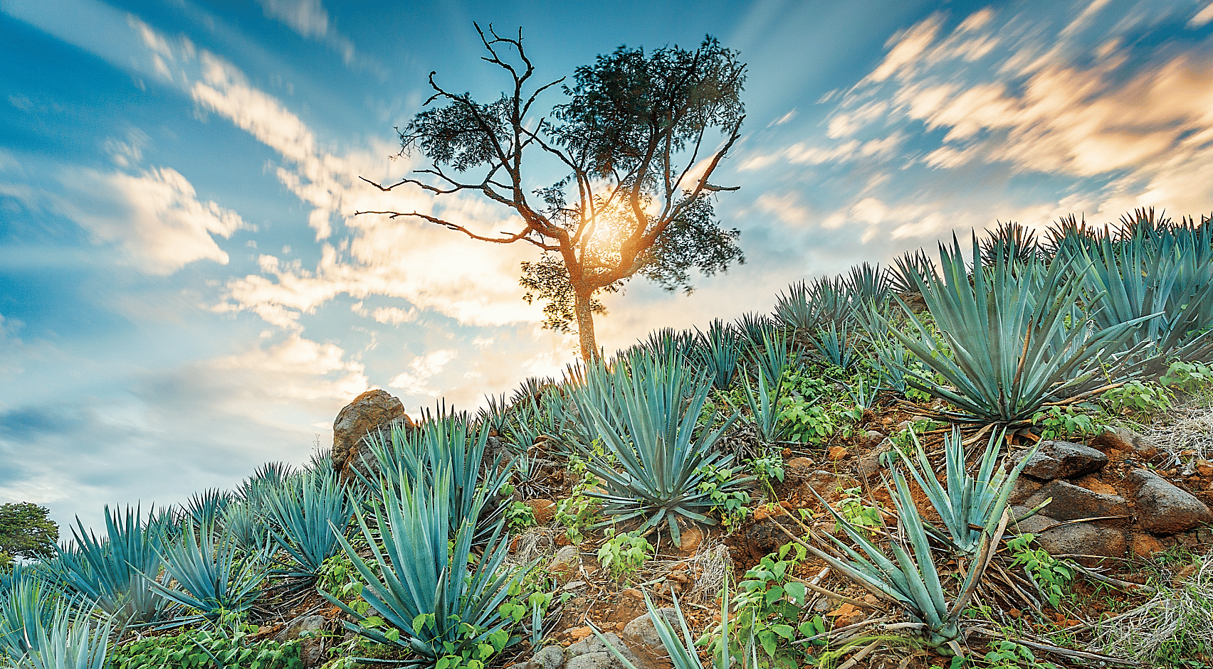 Tequila Jalisco (3)