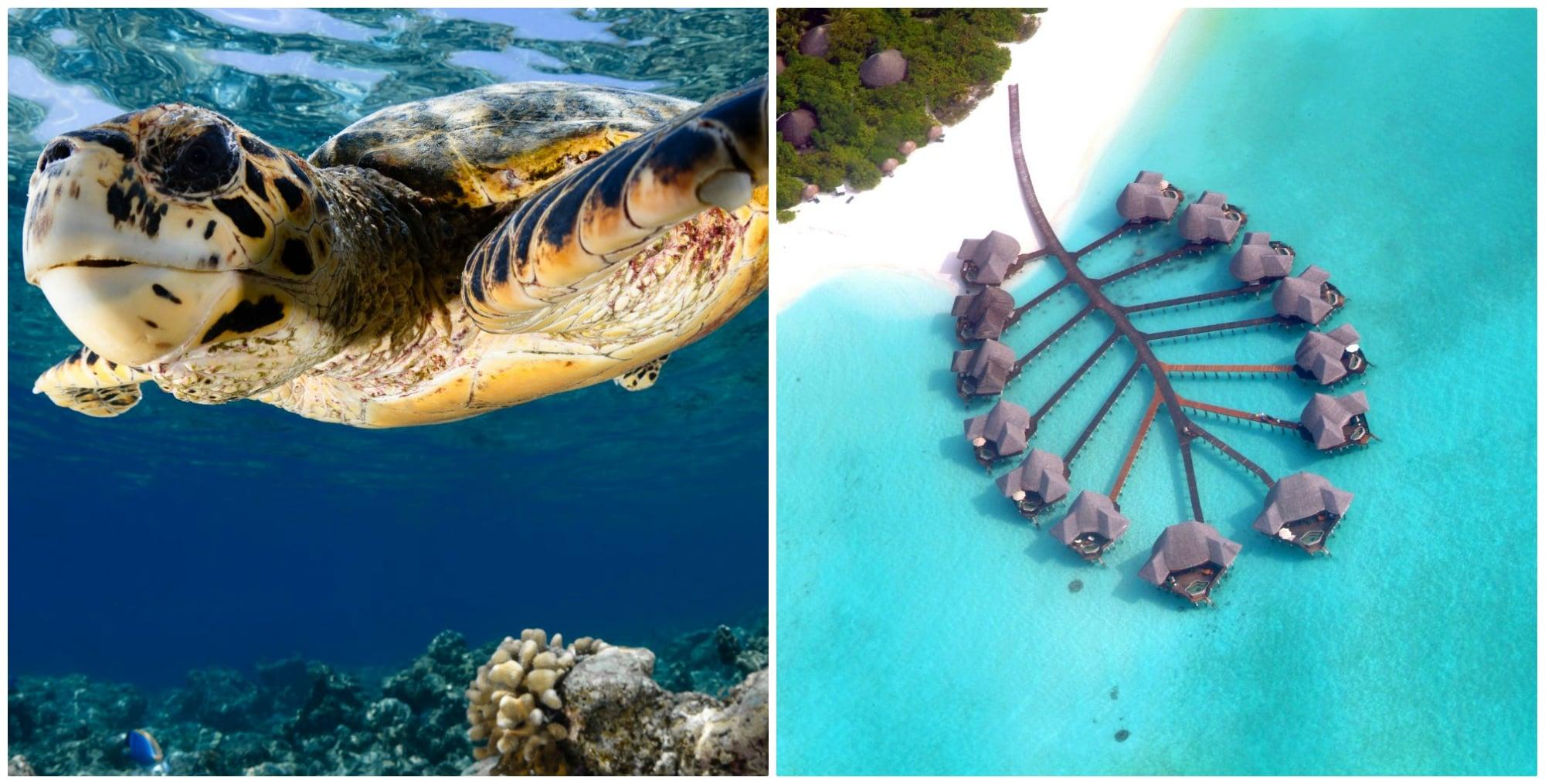 turtle2